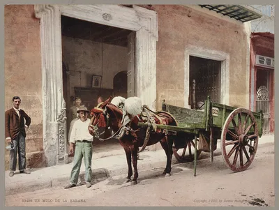 Un mulo de la Habana, Cuba, Havana, 1900