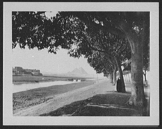 Avenue of acacia trees leading from Cairo to the Pyramids, Egypt, 1894