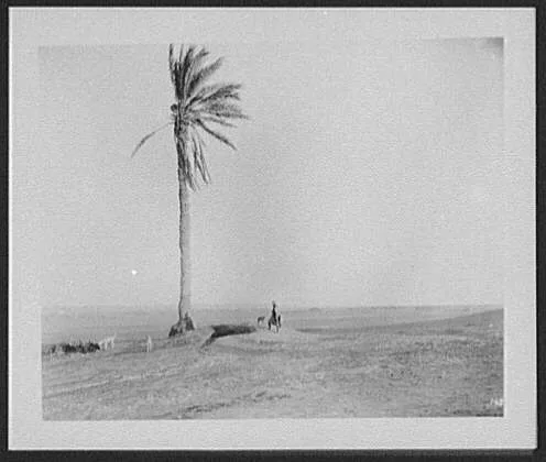 Ani-Musa - the Well of Moses in the Sinai desert 8 miles south of Suez, Egypt, 1894