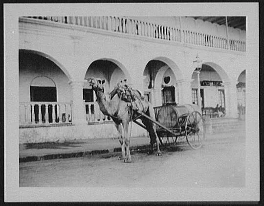 Camel-drawn water dealer's cart, Yemen, 1894