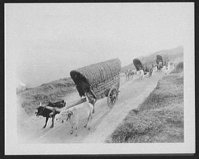 A tea train - down grade; Zebu bullock carts on mountain road near…, Haputale, Sri Lanka, 1895