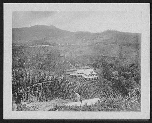 View of Ardvenu tea plantation from mountain, Sri Lanka, 1895