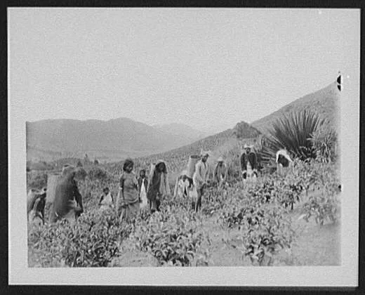 Tamil coolies plucking the green (tea) leaf, at Strathon, Sri Lanka, 1895