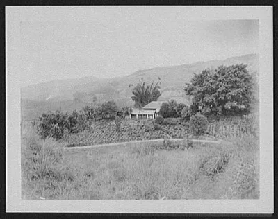 View of Galboda tea plantation, Sri Lanka, 1895