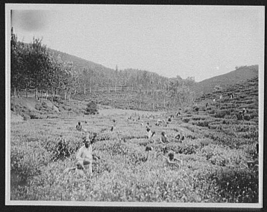Tamil coolies picking tea at the Maria Watta plantation, Sri Lanka, 1895