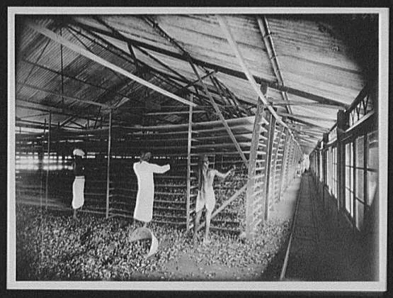 Tea factory scene - in the withering loft, Sri Lanka, 1895