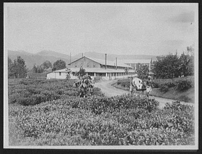Planter in ricksha in front of the Maria Watta tea factory near…, Sri Lanka, Gampola, 1895