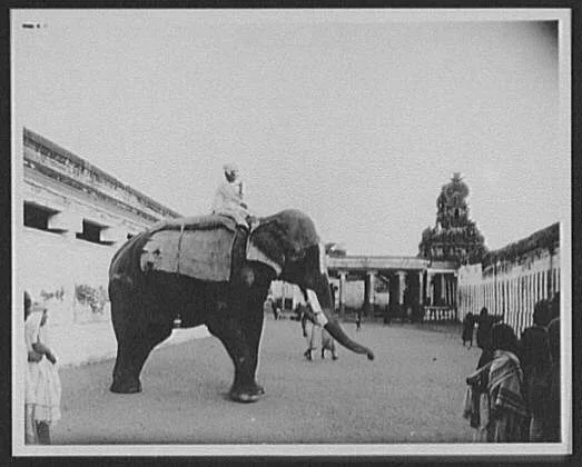 Trichinopoly - one of the temple elephants before the fourth gate,…, India, Srirangam, 1895