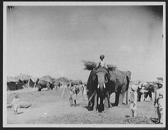 Hyderabad - the Nizam's elephants, India, Hyderabad, 1895