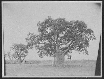 Man standing beside tree with wide trunk, looking out to sea, Australia, 1895