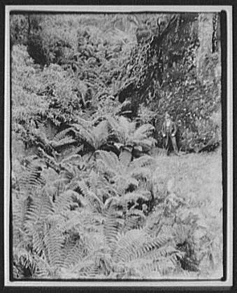 Man standing beside mass of large ferns, Fern Gulch - Launceston, Tasmania, Launceston, 1895