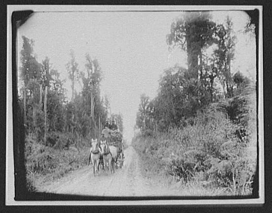 WTC [i.e. World Transportation Commission] on stage coach in the bush…, New Zealand, 1895