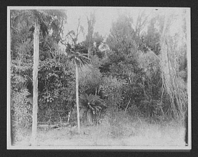 Bush scene on the Tikitapu "Track;" man standing at edge of dense…, New Zealand, 1895