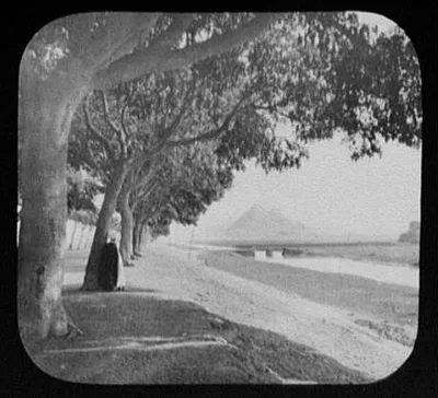 Avenue of acacia trees leading from Cairo to the Pyramids, Egypt, 1894