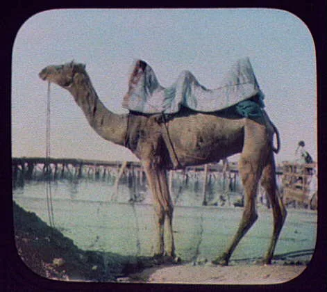 Saddled camel, Egypt, 1894