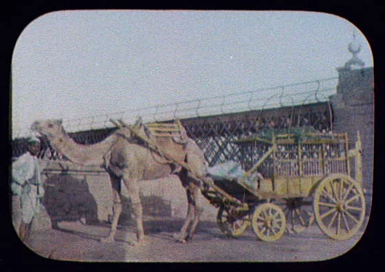Camel-drawn carriage in front of bridge, Egypt, 1894