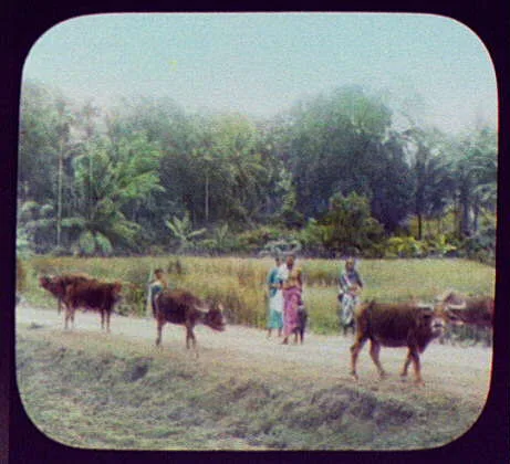 Herd of water buffalo, Sri Lanka, 1895