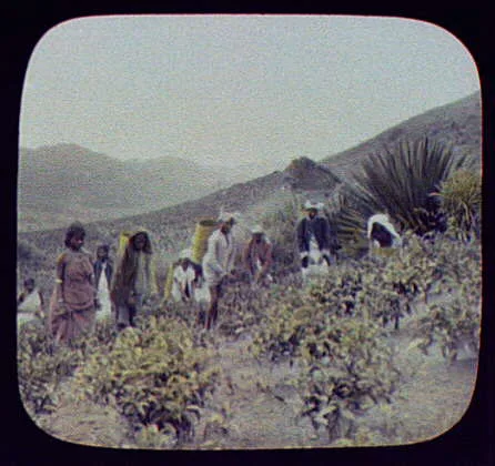Tamil coolies plucking the green (tea) leaf at Strathon, Sri Lanka, 1895