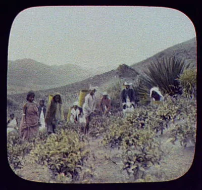 Tamil coolies plucking the green (tea) leaf at Strathon, Sri Lanka, 1895