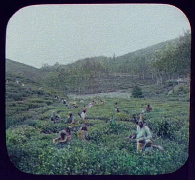 Tamil coolies picking tea at the Maria Watta plantation, Sri Lanka, 1895