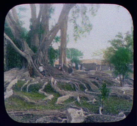 Rubber trees at entrance to Royal Botanical Gardens, Peridiniya [si], Sri Lanka, Peradeniya, 1895