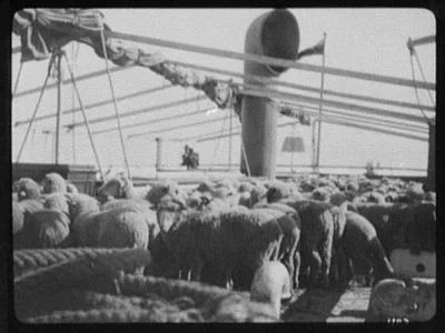 Cargo of sheep on deck of steamer, 1895