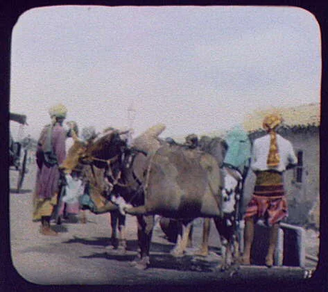 Two water buffaloes laden with skins of water, India, 1895