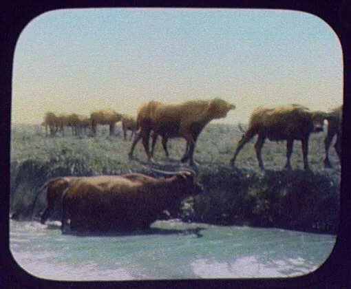 Herd of water buffalo beside water, India, 1895