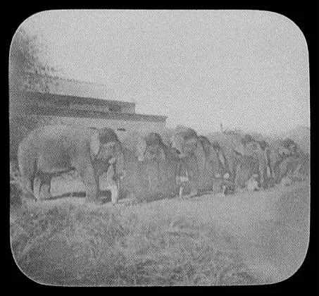 Elephants feeding at Campbellpur [sic], Campbellpore, Pakistan, 1895