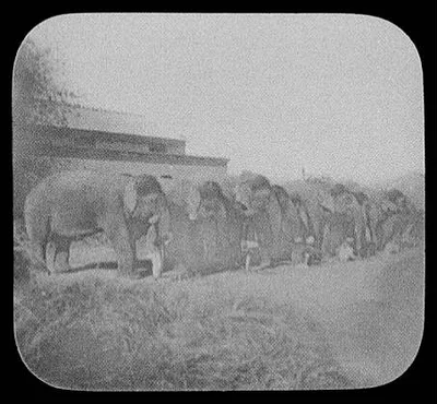 Elephants feeding at Campbellpur [sic], Campbellpore, Pakistan, 1895