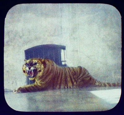 The Maharaja's tiger at Jammu, Jammu, India, 1895