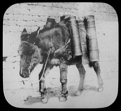 Darjeeling - burro carrying milk cans, Darjeeling, India, 1895