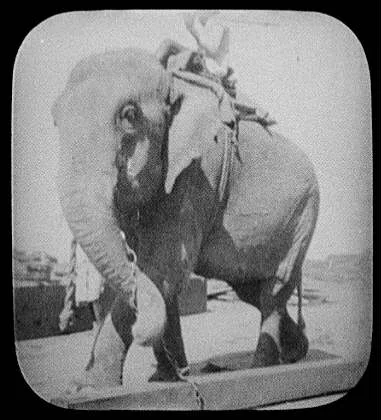 Rangoon - elephant about to lift large beam, Burma, Rangoon, 1895