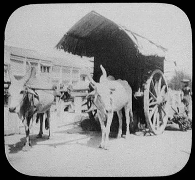 Two bullocks pulling large-wheeled cart, Java, Indonesia, 1895