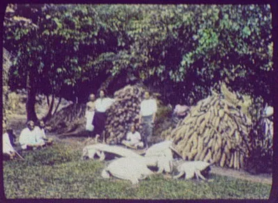 Native men posed with mounds of food, including six giant turtles, Fiji, 1895