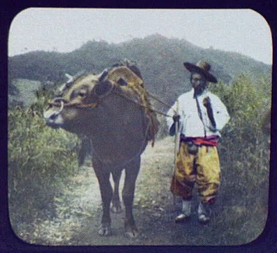 Korean sand pack-saddled ox in the hill district between Seoul and…, 1895