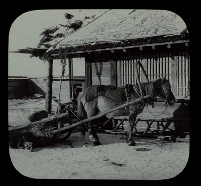 Pony and sledge in Manchu village across Amur River from…, Manchuria, China, 1895