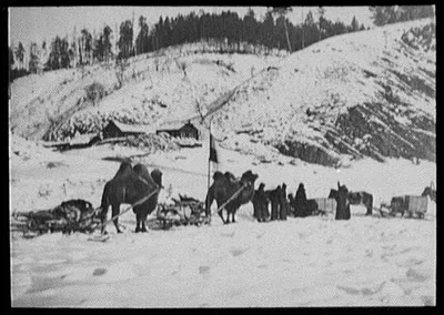 Bactrian camels of a military caravan on the Amur River, near view, China, Amur River, Russia, 1896