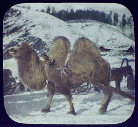 Close-up of bactrian camel on the Amur, China, Amur River, Russia, 1896