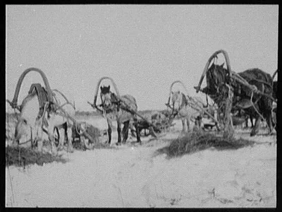 Ponies at noon-day rest on the Great Siberian Highway, 1896