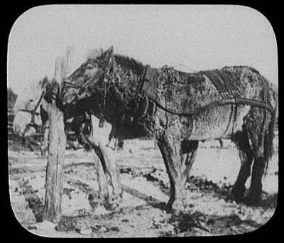 Frost-covered post horse, cooling off after a long drive on the Great…, Siberia, 1896