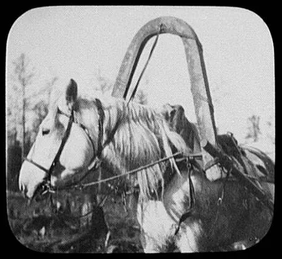 Close-up of pony in harness, Siberia, 1896
