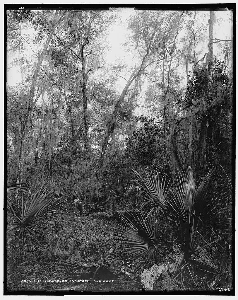 Berresford [sic] Hammock, The, Florida, 1880