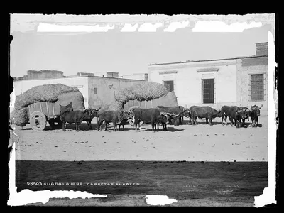 Guadalajara, carretas and oxen, Mexico, Guadalajara, 1880