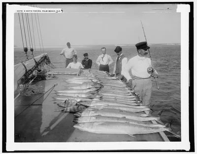 Day's fishing, Palm Beach, Fla, Florida, 1894