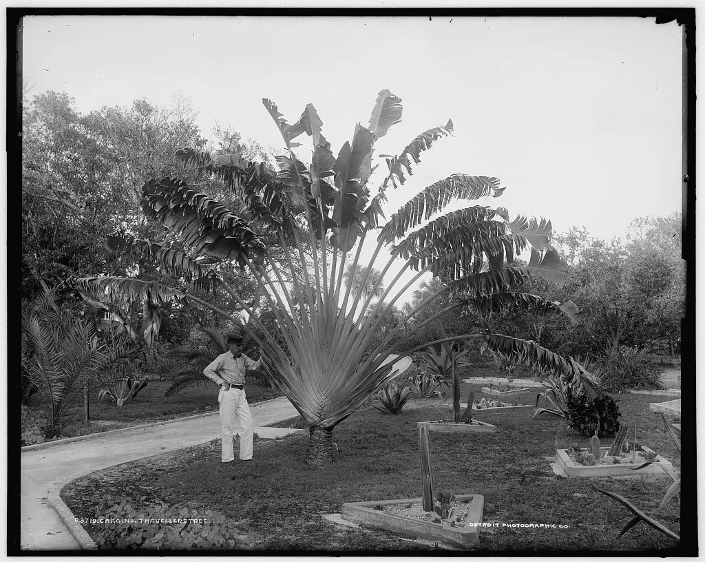 Cragin's, travellers' tree, Florida, 1880