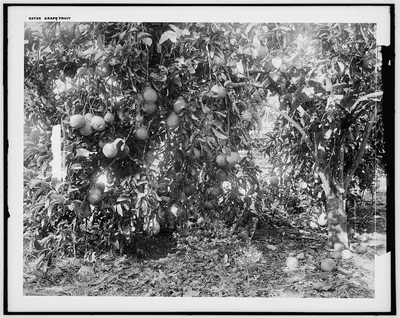 Grape fruit, Florida, 1880