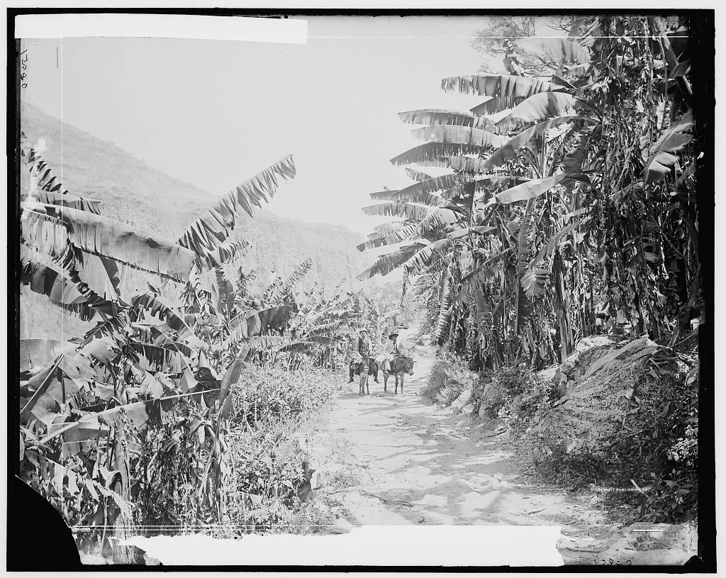 Banana grove in the Barranca, Mexico, Barranca De Oblatos, 1880