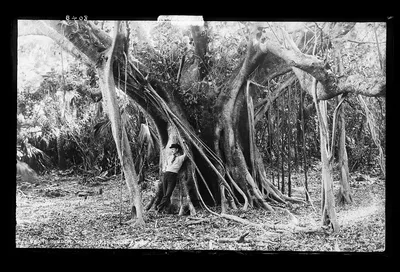 Rubber trees near Palm Beach, Florida, 1880