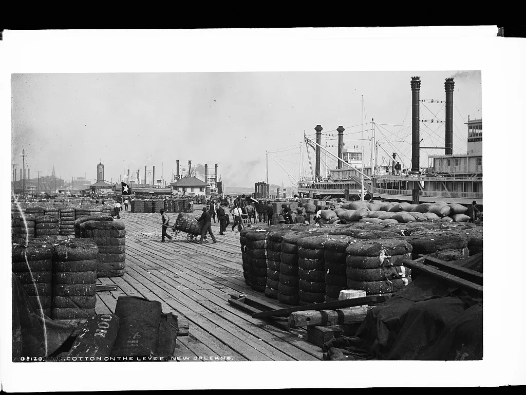 Cotton on the levee, New Orleans, Louisiana, 1880